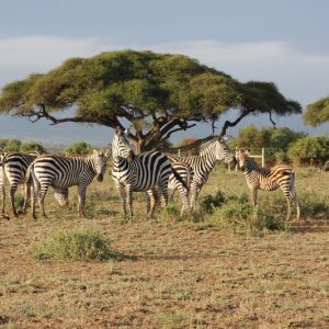 7 Days / 6 Nights: Samburu / Lake Nakuru / Masai Mara