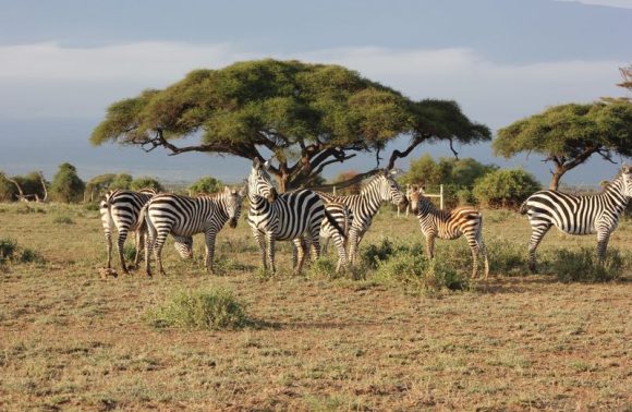 7 Days / 6 Nights: Samburu / Lake Nakuru / Masai Mara