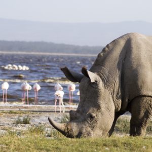 Maasai Mara + Lake Nakuru Safari