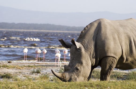 Maasai Mara + Lake Nakuru Safari