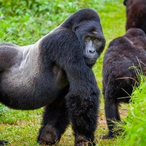 3 Days Gorilla Trekking In Rwanda