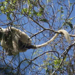 13 Day Epic Tour To Madagascar