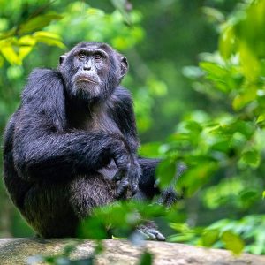 6-Day Rwanda Chimpanzee and Golden Monkey Trekking