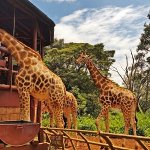 1-Day Nairobi N Park, Giraffe Center and Bomas of Kenya