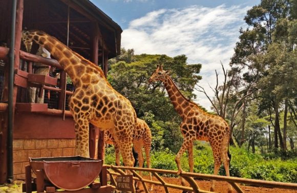 1-Day Nairobi N Park, Giraffe Center and Bomas of Kenya