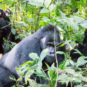 7-Day Rwanda Gorillas, Chimps & Akagera Wildlife Tour