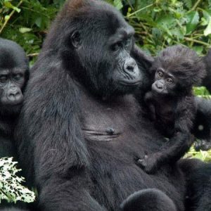 4-Day Gorilla Trekking Bwindi NP and Lake Bunyonyi Tour