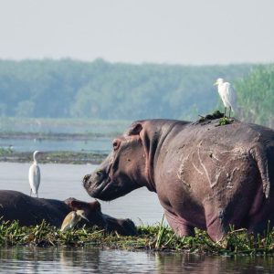 3-Day Best of Murchison Falls and African Big 5 Safari